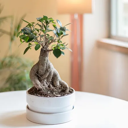 Your - Duque De Palmela