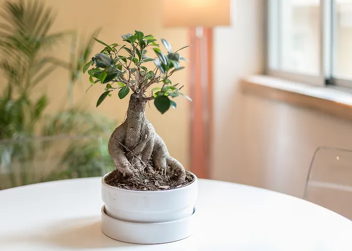 Your - Duque De Palmela